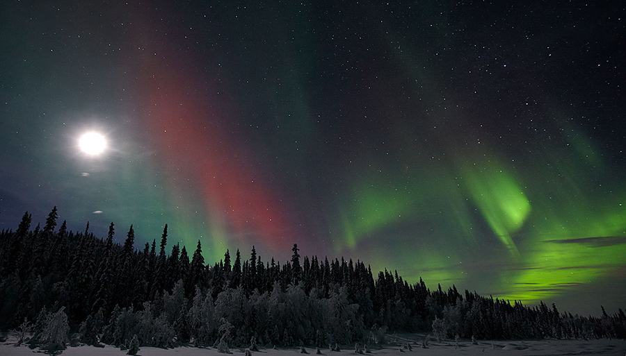 dog sledding under Nordic lights