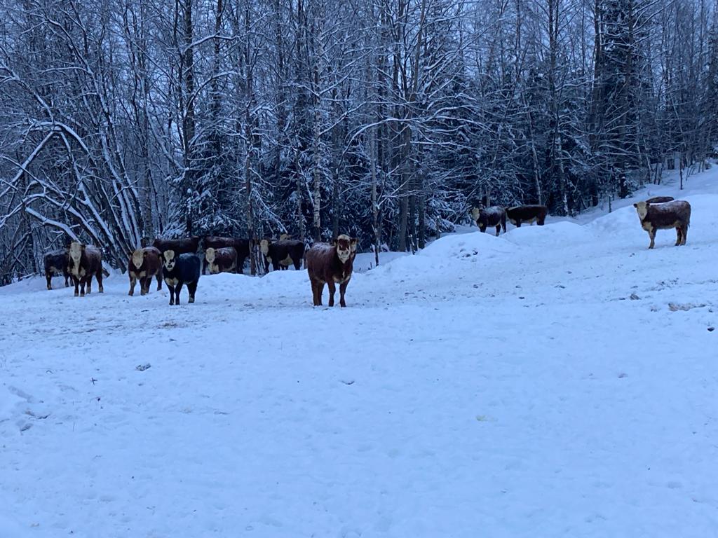 Cows standing in the snow