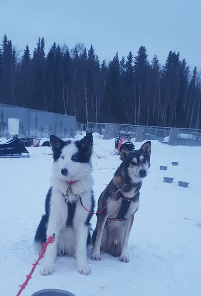 Two dogs sitting in the snow