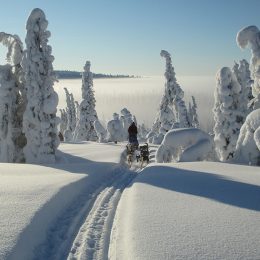 A snowy forest with a sled driving through.