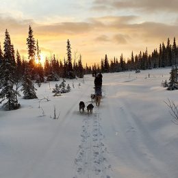 a group during a husky tour with selddogs on a snowy trail