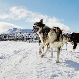 a happy dog pulling a sled in the snow